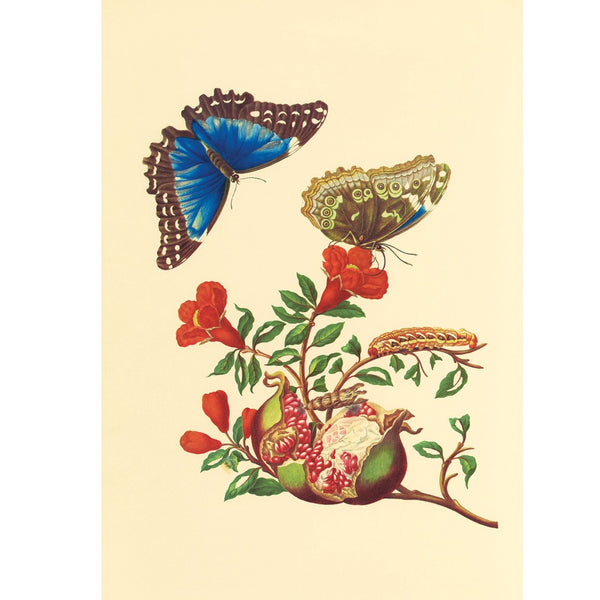 Pomegranate and Blue Morpho Butterfly Blank Notecard