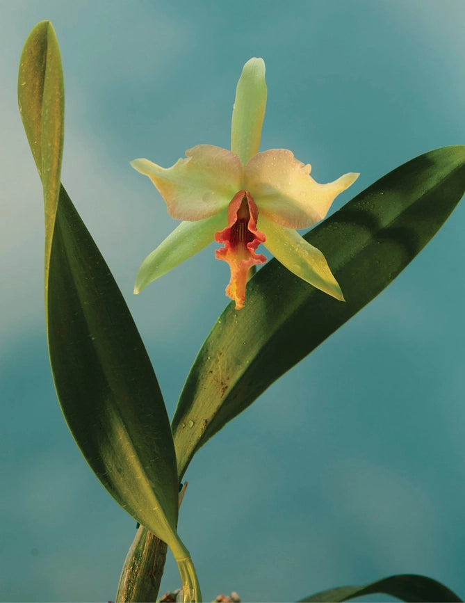 Doan Ly Flowers Keepsake Boxed Notecards