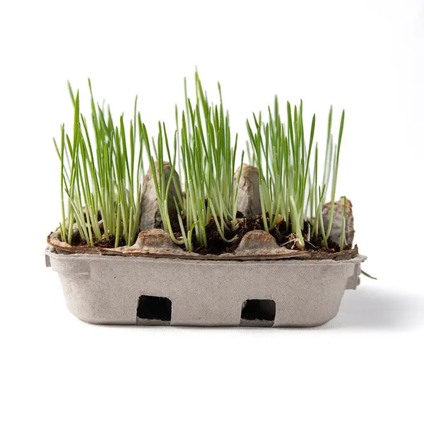 Egg Coloring & Seed Growing Activity Set