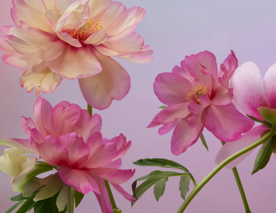 Doan Ly Flowers Keepsake Boxed Notecards