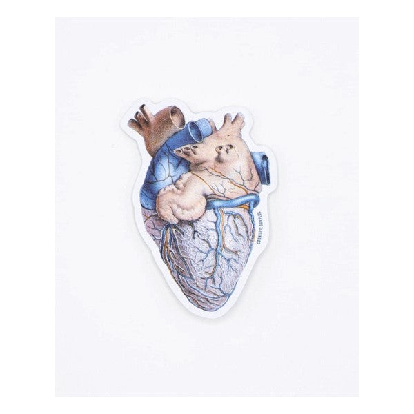 Anatomical Heart Sticker