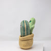 Mr Cactus & Family Plush