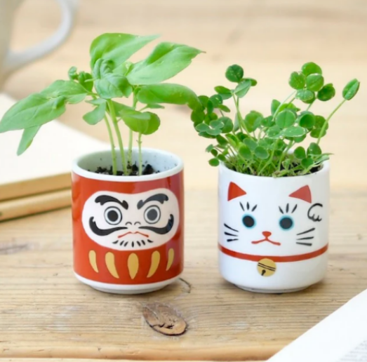 Lucky Plant Daruma Doll Cultivation Kit