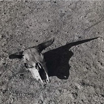 Image of steer skull in black and white